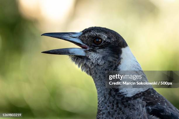 close-up of bird, woollahra, australia - australia bird stock-fotos und bilder