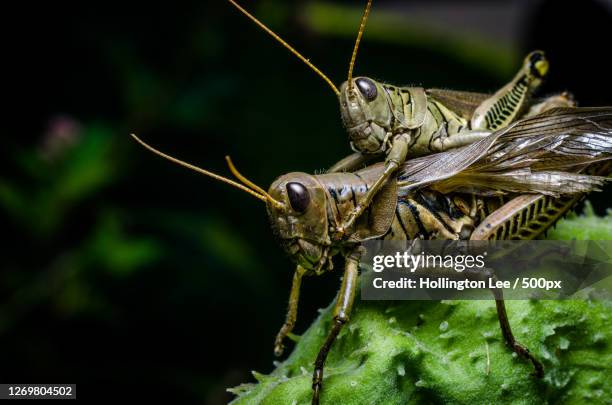 close-up of insect on leaf, hatfield, united states - locust stock pictures, royalty-free photos & images