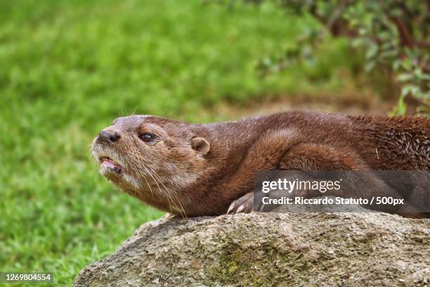 close-up of prairie dog on field, zaragoza, spain - europäischer fischotter stock-fotos und bilder