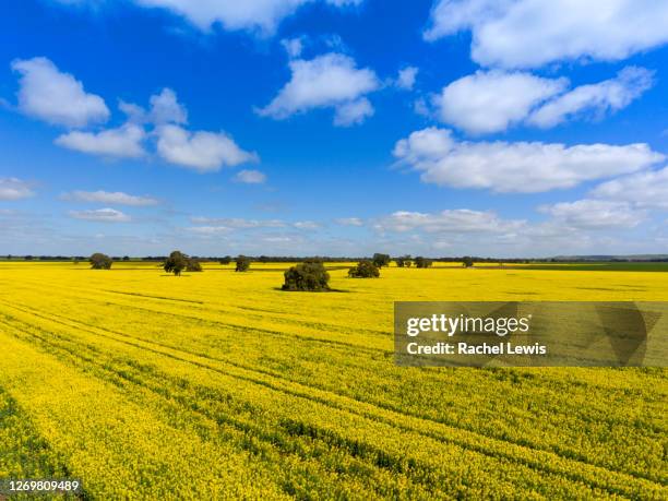 canola field in bloom near shepparton - victoria australia stock pictures, royalty-free photos & images