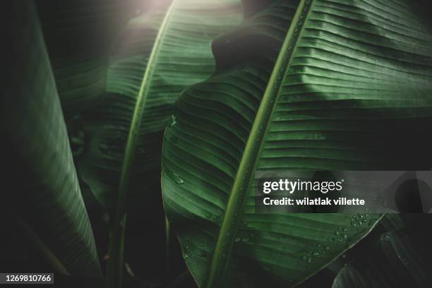 banana leaves are green nature. - banana leaf stock pictures, royalty-free photos & images