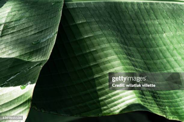 banana leaves are green nature. - banana tree leaf stock pictures, royalty-free photos & images