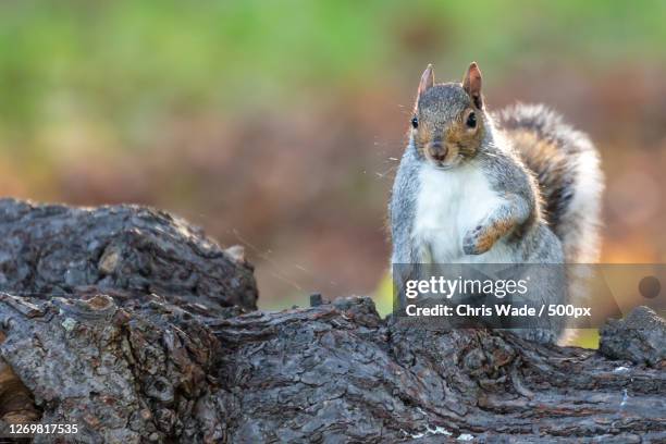 close-up of squirrel on tree trunk, teddington, united kingdom - richmond upon thames stockfoto's en -beelden