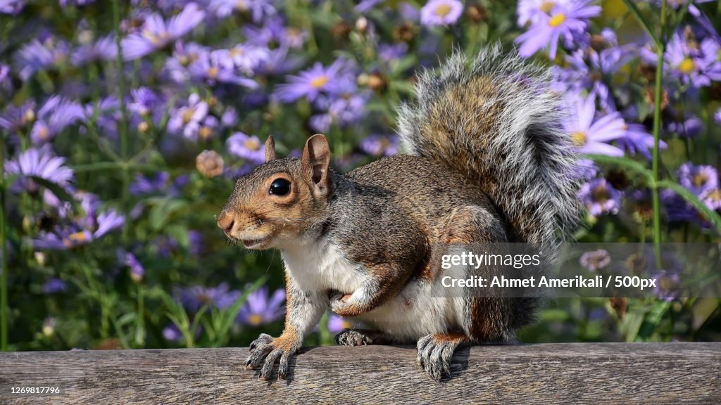 Close-Up Of Squirrel On Purple Flower