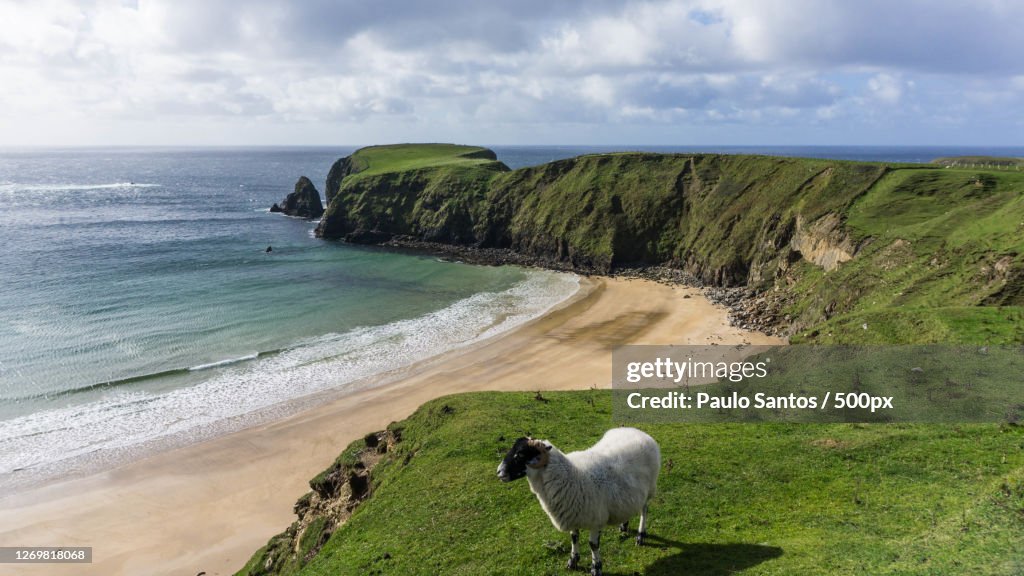 High Angle View Of Sheep Standing On Land, Killybegs, Ireland