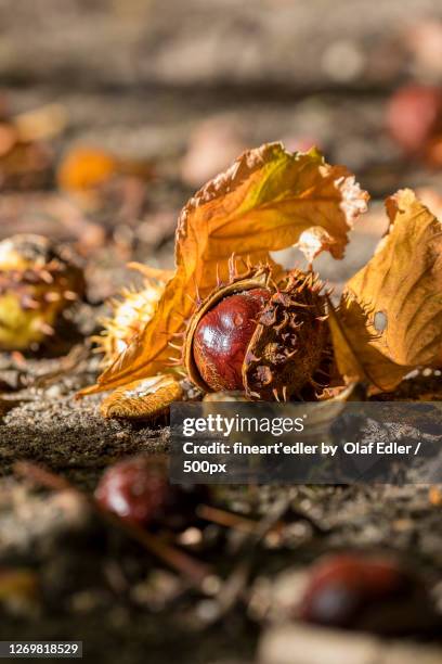 close-up of dry leaves on land, hansaviertel, germany - horse chestnut photos et images de collection