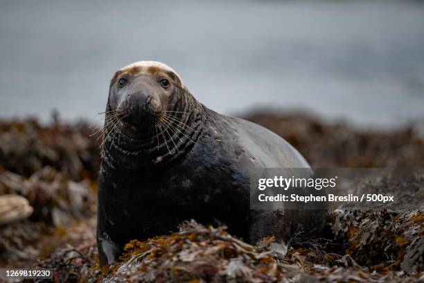 close-up portrait of seal at beach, eyemouth, united kingdom - lothian stock pictures, royalty-free photos & images