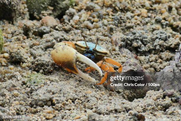 close-up of crab on sand at beach, kathu, thailand - winkerkrabbe stock-fotos und bilder