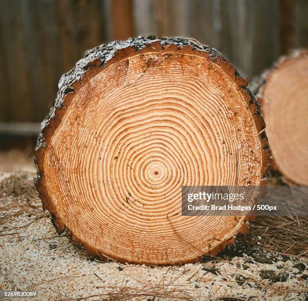 close-up of log on wood, walnut creek, united states - querschnitt baum stock-fotos und bilder