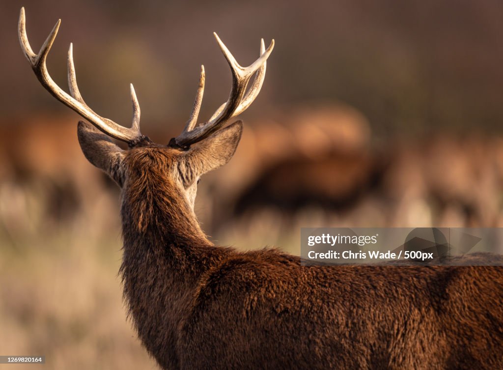 Close-Up Of Deer Standing On Field, Richmond, United Kingdom