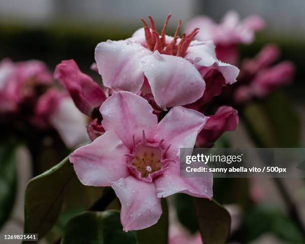 close-up of pink cherry blossoms, hipona, philippines - abella stock pictures, royalty-free photos & images