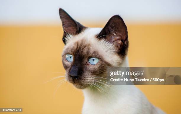 close-up portrait of cat - siamese cat stock pictures, royalty-free photos & images
