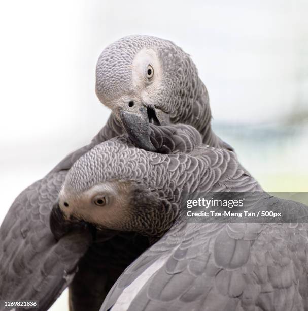 close-up of birds, kuala lumpur, malaysia - grey parrot stock pictures, royalty-free photos & images