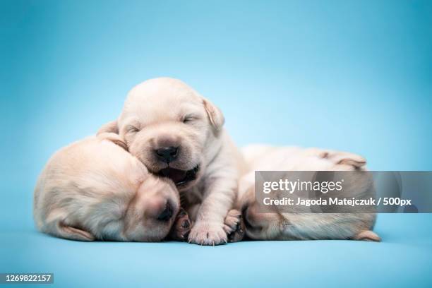 labrador sleeping