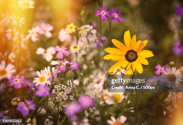 close-up of pink flowering plants on field, paris, france - rosenskära bildbanksfoton och bilder