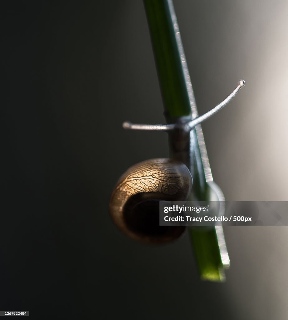 Close-Up Of Snail On Twig, Austin, United States