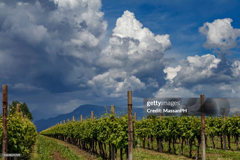Vineyard threatened by hail