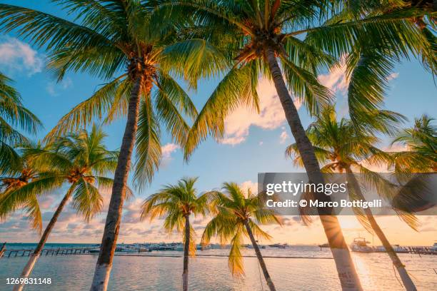 palm trees at sunset - karibik stock-fotos und bilder