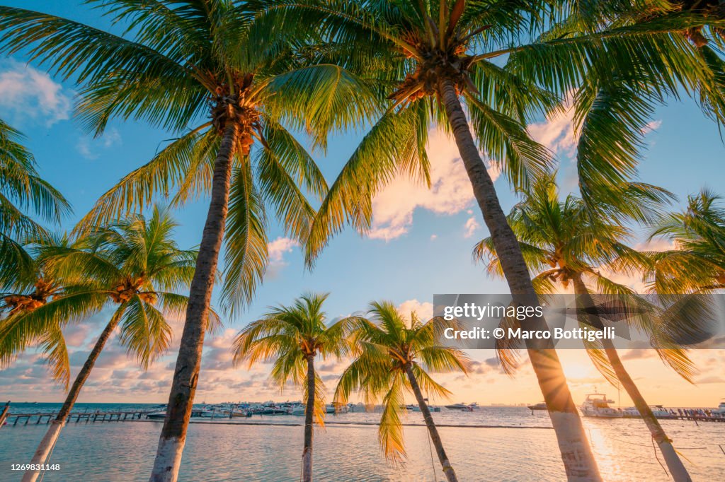 Palm trees at sunset