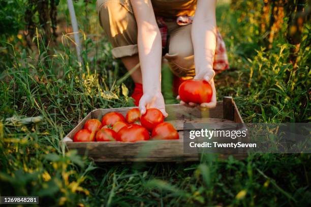 a young woman is picking a tomato - tomato plant stock pictures, royalty-free photos & images