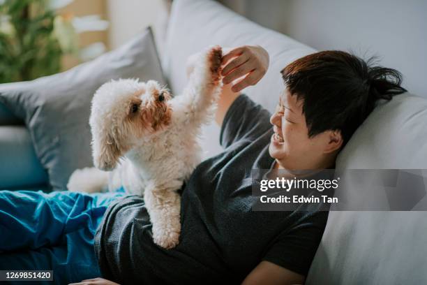 brinquedo poodle cão macho tempo manhã com seu proprietário mulher chinesa asiática em tempo de ligação sofá - animais machos - fotografias e filmes do acervo