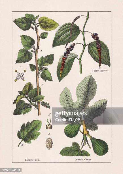 ilustraciones, imágenes clip art, dibujos animados e iconos de stock de magnoliids: pimienta de blck, mora e higuera, cromolitógrafo, publicado en 1895 - fig tree