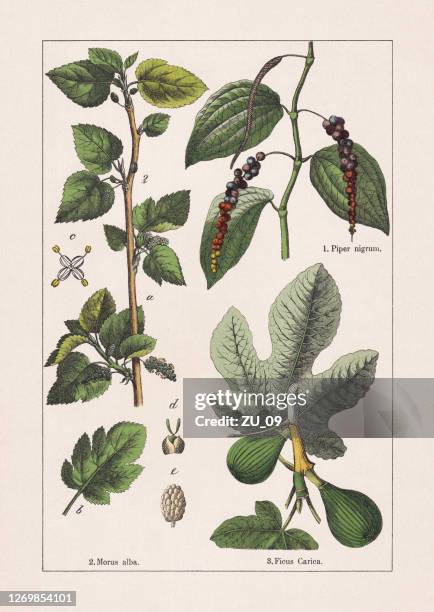 magnoliids: black pepper, mulberry and fig, chromolithograph, published in 1895 - fig tree stock illustrations