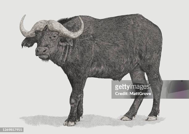 water buffalo standing - wasserbüffel stock-grafiken, -clipart, -cartoons und -symbole