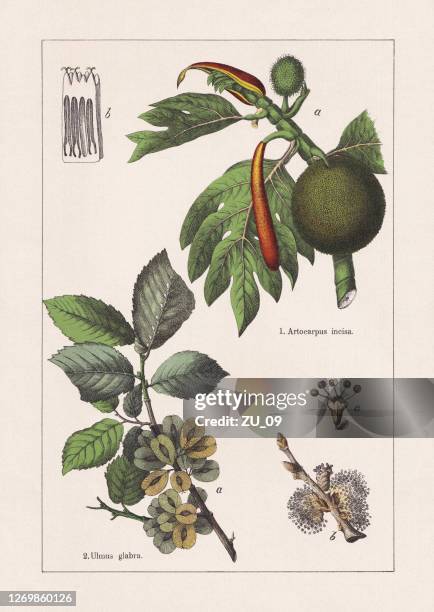 magnoliids, breadfruit and wych elm, chromolithograph, published in 1895 - elm tree stock illustrations