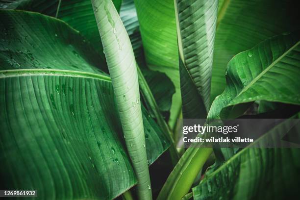 banana leaves are green nature. - banana tree leaf stock pictures, royalty-free photos & images