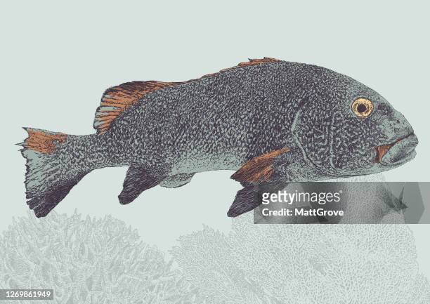 ilustraciones, imágenes clip art, dibujos animados e iconos de stock de peacock grouper fish - grouper