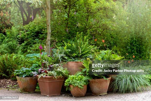terracotta pots planted with ferns and grasses forming a garden feature - farn stock-fotos und bilder