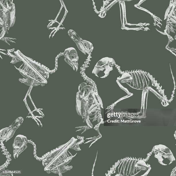 ilustrações, clipart, desenhos animados e ícones de pinguim, urubu, esqueleto jerboa padrão de repetição perfeita - animal skeleton