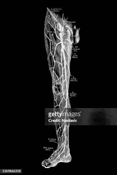 leg veins - limb body part stock illustrations