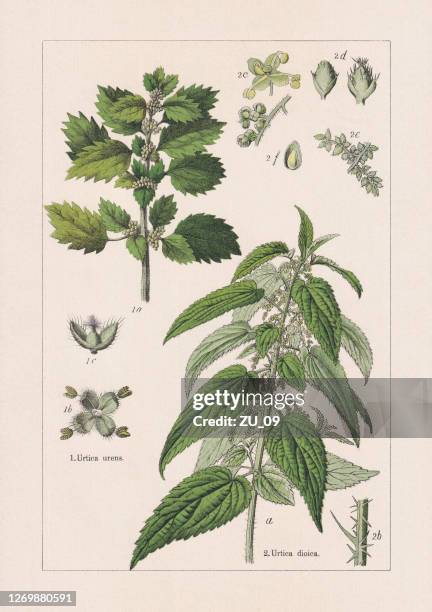 bildbanksillustrationer, clip art samt tecknat material och ikoner med magnoliids, chromolithograph, publicerad 1895 - botany