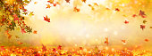 idyllic autumn leaf background, fall leaves from sweetgum tree on blurred abstract background, golden october day outdoors with advertising space