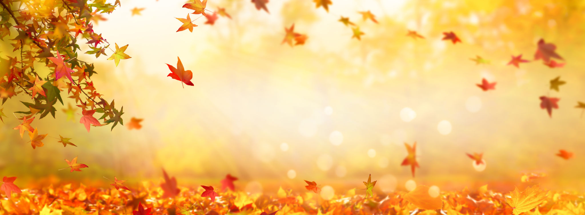 idyllic autumn leaf background, fall leaves from sweetgum tree on blurred abstract background, golden october day outdoors with advertising space idyllic autumn leaf background, fall leaves from sweetgum tree on blurred abstract background, golden october day outdoors with advertising space