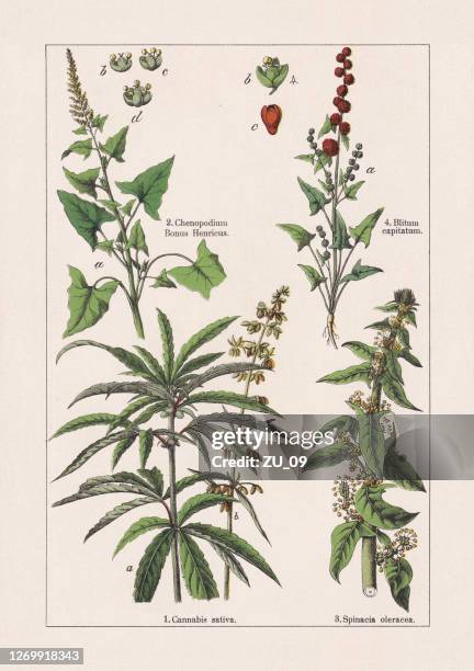 ilustrações, clipart, desenhos animados e ícones de magnoliids, cromatógrafo, publicado em 1895 - marijuana herbal cannabis