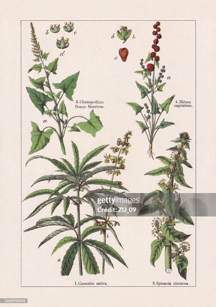 Magnoliids, chromolithograph, published in 1895