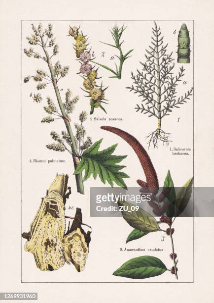 magnoliiden, caryophyllales, chromolithograph, veröffentlicht 1895 - amarant stock-grafiken, -clipart, -cartoons und -symbole