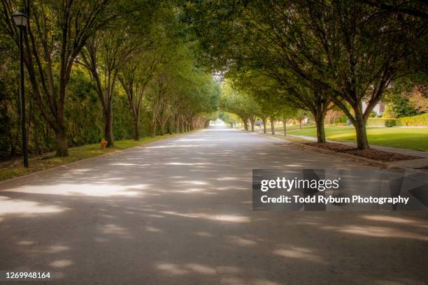 treelined shady residential street - treelined stock pictures, royalty-free photos & images