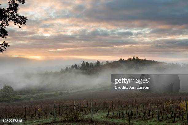 morning fog over willamette valley vineyards - willamette valley stock pictures, royalty-free photos & images