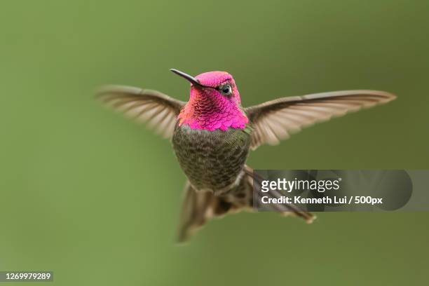 close-up of hummingbird flying mid-air, palo alto, united states - annas hummingbird stock pictures, royalty-free photos & images
