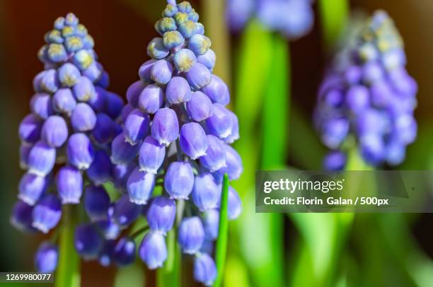 close-up of purple flowering plants - muscari armeniacum stock-fotos und bilder