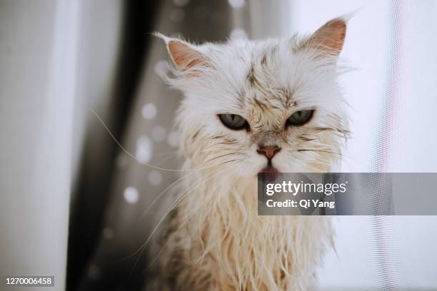 wet cat - angry wet cat stock pictures, royalty-free photos & images