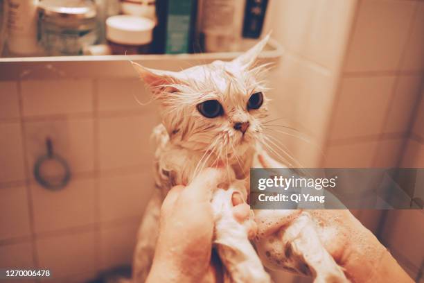 a woman bathing a cat in the bathtub - angry wet cat stock pictures, royalty-free photos & images