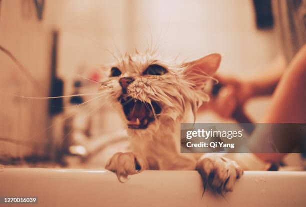 a woman bathing a cat in the bathtub - angry wet cat stock pictures, royalty-free photos & images
