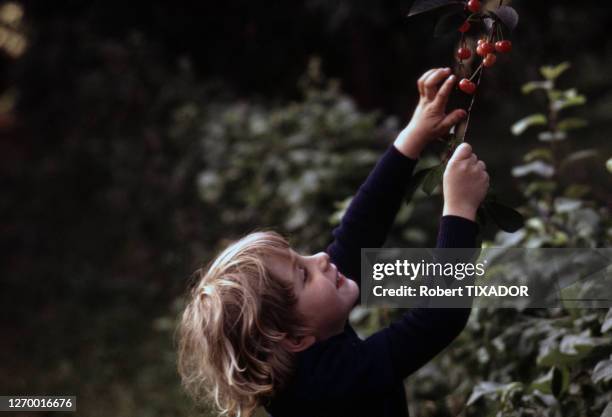 Enfant cueillant des cerises, circa 1980, France.