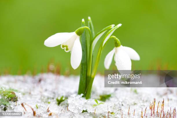 winter snowdrops - snow on grass stock pictures, royalty-free photos & images