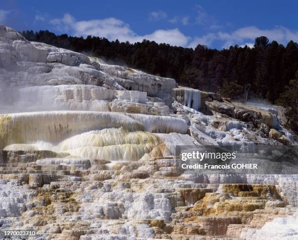 Vasques de calcium du Mammoth Hot Springs dans le parc national de Yellowstone, Etats-Unis.